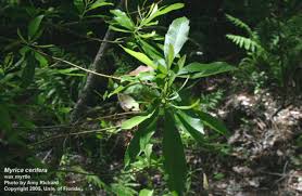 Image result for Myrica serrata