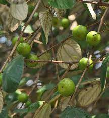 Manfaat daun bidara terbanyak adalah sebagai antimikroba. Bidara Dari Khasiat Gangguan Jin Hingga Herbal Alamendah S Blog