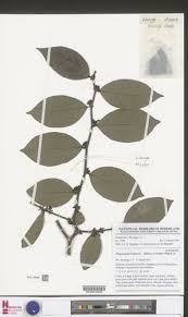 Image result for Rhaphiostylis beninensis