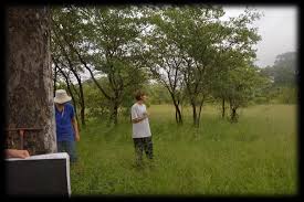 Image result for Hermannia boraginiflora