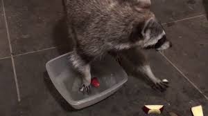 Check spelling or type a new query. Pet Raccoon Washing Apple Treats Youtube