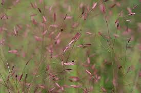 Image result for Eragrostis paradoxa