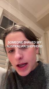 Preventing Mistreatment of Australian Shepherds