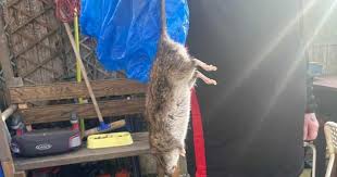 Wrexham: Concerns continue to be raised over rat issue | The Leader
