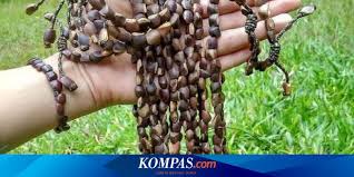 Maybe you would like to learn more about one of these? Mengenal Sebelik Sumpah Kalung Gelang Suku Anak Dalam Yang Menjaga Dari Sumpah Buruk