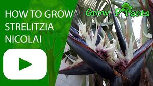 Giant Bird Of Paradise Houseplant How To Grow Strelitzia Nicolai Giant Bird Of Paradise Plant Birds Of Paradise Plant Growing Plants Easy Plants To Grow
