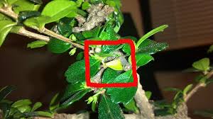 The trunk starts out thinner than desired for bonsai with young, light brown bark. Fukien Tea Bonsai Yellow Leaves