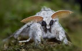 As a newly discovered type of insect, it's only natural that a lot of people don't know about this moth. Meet The Venezuelan Poodle Moth If You Haven T Album On Imgur