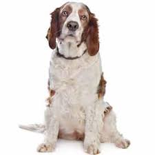 Image result for velššpringršpaněl