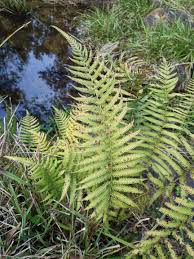Image result for Christella dentata