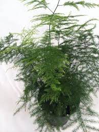 Jet Com Asparagus Fern Plants Live Plants
