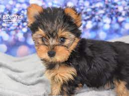 Find content updated daily for petland puppies for sale near me. Visit Our Yorkie Puppies For Sale Near Kansas City Missouri