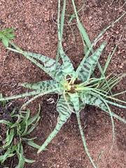 Image result for Blepharis swaziensis