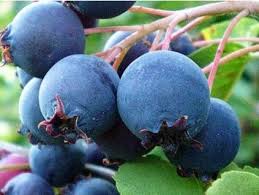 Image result for indiánská borůvka obrázek