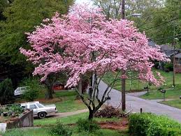 Like other dogwoods, the pink varieties are very good applying a few inches of mulch during the hottest part of summer will help protect the tree's root system and help the soil retain water. Dogwood Tree Pink Dogwood Tree Dogwood Trees Flowering Trees