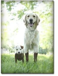 Frik Frak Adorable Animals Dogs Baby Dogs Animals