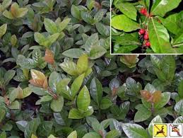 Image result for Ardisia staudtii