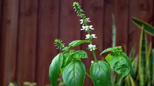 Even if you don't need to leaves, pick them to keep the plant going. Quick Tip 1 How To Pick Basil Youtube