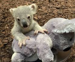 Baby koala baby bottle labels can even fit tommy tippee bottles!! The Uk S Only Baby Koala Born At Edinburgh Zoo National