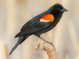 Blackbird, in the new world, any of several species belonging to the family icteridae (order passeriformes); Red Winged Blackbird Agelaius Phoeniceus Birds Of The World