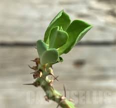 Image result for Euphorbia platyrrhiza