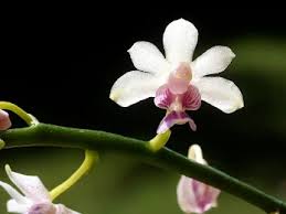 Image result for Polystachya caloglossa