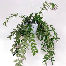 Hoya Bella In Hanging Pot In 2020 Plants Hoya Plants House Plants
