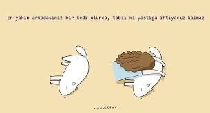 Kedi Miriltisinin Tedavi Edici Gucu