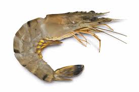 Aprende con este vídeo a preparar unos riquísimos carabineros a la plancha, que son típicos en el sur de españa. Shrimps 2 4 Gambas Black Tiger