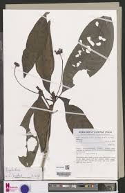 Image result for Psychotria hypsophila