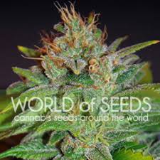 They do a little warning dance. Skunk 47 Legend Collection Worldofseeds