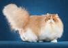Pelaqita Persians | Healthy Persian kittens for sale ...