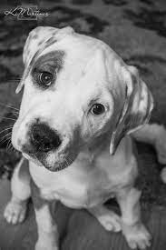 Leia 10 Weeks American Bulldog Bull Mastiff Mix Mastiff Mix Baby Animals Cute Animals