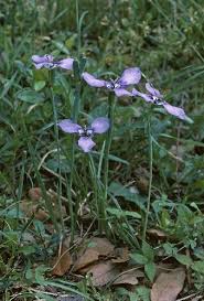 Image result for Emiliella drummondii