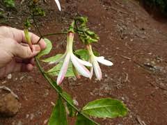 Image result for Vahadenia