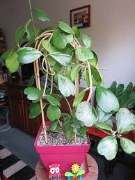 In the wild, it likes warmth, filtered sunlight and humidity. Hoya Kerrii Care Expert Grow Tips And 1 Trap To Avoid