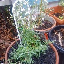 Gypsophila Paniculata Festival Pink Baby S Breath Festival Pink In Gardentags Plant Encyclopedia