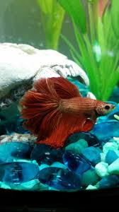 Gillidan My Red And Gold Half Moon Betta Betta Fish Betta Fish Pet