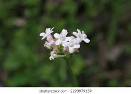 Image result for Valerianaceae