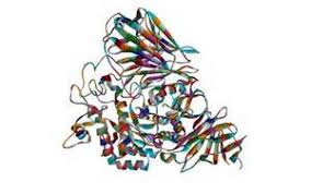 Maltase (countable and uncountable, plural maltases). Definitions Of Maltase Synonyms Antonyms And Pronunciation