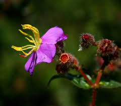 Image result for Antherotoma