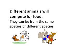 1.will they send the letters first class? Competition Between Animals Cartoon Foto Kolekcija