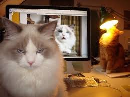 I Told You To Delete That One Does Anyone Notice The Cat In The Lamp What If He Burns His Face Off I Mean Hello Crazy Cats Cats Cat Memes
