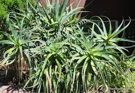 Image result for Aloe lutescens