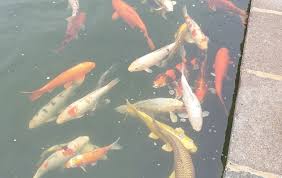 This might seem to be a natural way, but it isn't and can be harmful to the ecosystem of the water that the fish are being released into. Appeal For Witnesses After Koi Stolen From Noak Hill Shop Time 107 5 Fm Time 107 5 Fm
