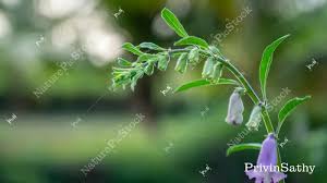 Image result for Ceratotheca sesamoides