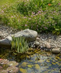 Image result for garden pond ideas