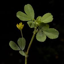 Image result for Trifolium isthmocarpum