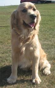 18 Golden Cocker Retriever Ideas Golden Cocker Retriever Golden Cocker Golden Retriever