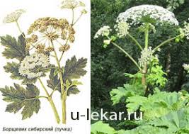 Борщевик сибирский рассеченнолистный, пучка, пикан — heracléum sibíricum. Borshevik Sibirskij Puchka